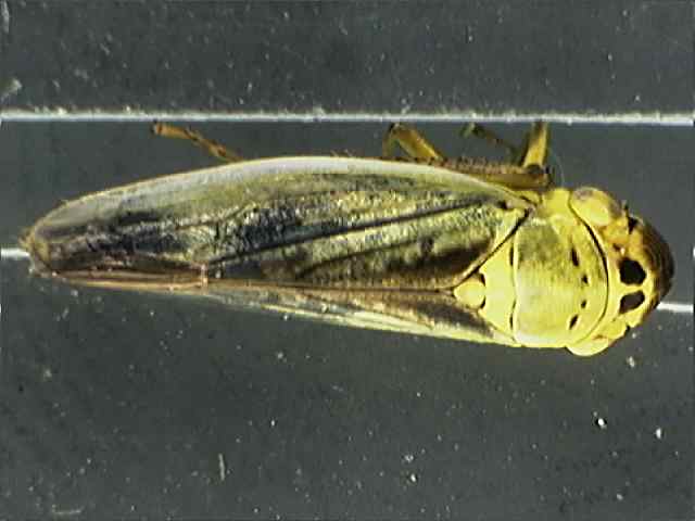 Cicadella viridis